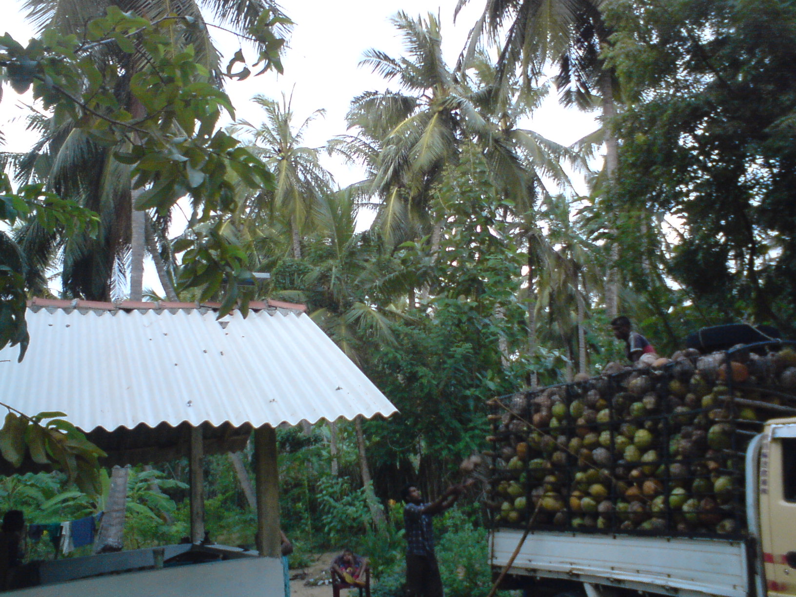 Mdurankuliya Coconut land for sale/rent